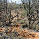 Yinnetharra Grave looking NE - Photo Geoff Blackburn (Aug 2013) Yinnetharra