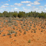 Yinnetharra graves 2-3-4 looking south west - Photo Geoff Blackburn (Aug 2013) Yin graves