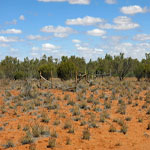 Yinnetharra graves 2-3-4 looking SW2 - Photo Geoff Blackburn (Aug 2013) Yin graves
