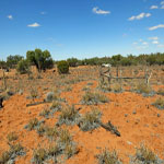 Yinnetharra grave 4 (poss) showing detail - Photo Geoff Blackburn (Aug 2013) Yin grave