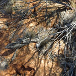 Yinnetharra grave 6 showing detail of cuts in post - Photo Geoff Blackburn (Aug 2013) Yin grave