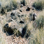 Croydon Goldfield Cemetery Cut away spinifex - Photo Joan Pritchard (Aug 2002) Croydon Goldfield Cemetery