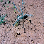 Croydon Goldfield Cemetery (grave 2) - Photo Joan Pritchard, Karratha (Aug 2002) Croydon Goldfield Cemetery