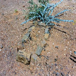 Croydon Goldfield Cemetery (grave 4) - Photo John Pritchard (August 2002) Croydon Goldfield Cemetery