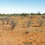Thomas River Grave overview to old shearing shed pile – Photo Geoff Blackburn (Aug 2013) Thomas River