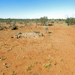 Thomas River grave 3 – Photo Geoff Blackburn (Aug 2013) Thomas River