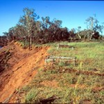 Fitzroy Crossing Pioneer Cemetery gradually disappearing (BRADLEY, GARDINER) - Photo Kevin Coate (Apr 2002) Fitzroy Crossing Pioneer Cemetery