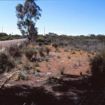 Ballidu Pioneer Cemetery - Photo Kevin Coate (Oct 1990) Ballidu Pioneer Cemetery