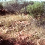 GERALDINE MINE Burial Ground
