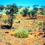 Moolyella burial ground, near Marble Bar, East Pilbara 6 graves in a row - Photo Kevin Coate (Sep 1996) Moolyella burial ground near Marble Bar East Pilbara