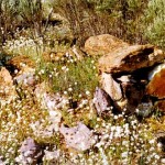 Currans Find Unnamed grave - Photo Maureen & Frank Johnson (Sept 1996) Currans Find