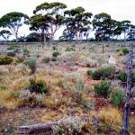 LINDLEY Beatrice Irene 