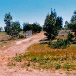 Kondinin Pioneer Cemetery (BUSSWELL) - Photo Kevin Coate (Oct 1984) Kondinin Pioneer Cemetery