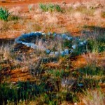 Mullewa old pioneer Cemetery – (Diddams) There were approximately fifty graves in this area, these include a boy lost in the bush and two children taken by dingoes - Photo Jessie Lowrie (Aug1993) Mullewa old pioneer Cemetery