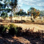 Wickepin Pioneer Cemetery - Photo Kevin Coate (Nov 1995) Wickepin Pioneer Cemetery