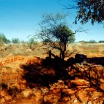 Coodardy Station Wheelara Well