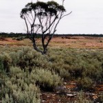 Afghan Rocks on Balladonia Station UNMARKED GRAVE of MAHOMET, John Headstone removed, now unmarked - Photo Kevin Coate (Oct 2001) Afghan Rocks on Balladonia Station