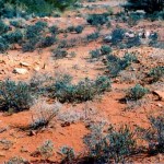 Cue unregistered cemetery UNNAMED GRAVE - Photo Ray Pearson (1983) Cue unregistered cemetery