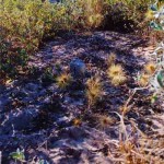 Cape Bossut (reburial of bones by Lee Fontanini & Norm Lindus) - Photo Lee Fontanini (July 1995) Cape Bossut