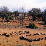 Red Flag, Hawks Nest (now named grave of CHAPMAN Sophie & McDONALD Alexander) - Photo Kevin Coate (April 2008) Red Flag Hawks Nest