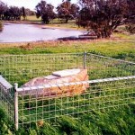 Round Swamp, Tenterden (TOWNSEND Henry) - Photo Kevin Coate (June 1998) Round Swamp Tenterden