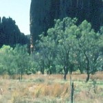 Windjana Gorge West Kimberley (BOURKE & GIBBS) - Photo Kevin Coate (June 1999) Windjana Gorge West Kimberley