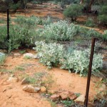 Deadmans Soak or Ive Rock UNNAMED GRAVE - Photo Ian Elliot (May 1995) Deadmans Soak or Ive Rock