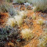 Duketon Cemetery (3 UNNAMED GRAVES, Duke J W - Robinson M - Schwan R) - Photo Andrea Lewis & Jill Heather, Leonora (Unknown date) Duketon Cemetery