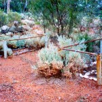 Grants Patch UNNAMED GRAVES of old prospectors near the junction of Ora Banda & Canegrass Roads - Photo Kevin Coate (Date unknown) Grants Patch