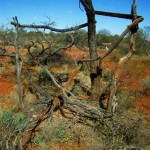 Gullewa UNNAMED GRAVE north of Gullewa - Photo by Kevin Gaines (2009) Gullewa
