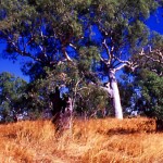 Lamboo Station Hangman Creek, East Kimberley UNNAMED ABORIGINALS hung and buried - Photo Kevin Coate (Date unknown) Lamboo Station Hangman Creek East Kimberley