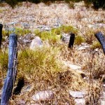 Leopold Dows out from Fitzroy Crossing UNNAMED GRAVE near old homestead - Photo Jim Anderson (Nov 1983) Leopold Dows