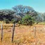 Mt Magnet UNNAMED GRAVE near Blackman's Find, Mt Magnet district - Photo David de Havelland (Date unknown) Mt Magnet