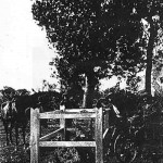Ullaring Rocks townsite (O'DONNELL & SUTHERLAND) - Photo Kevin Coate Ullaring Rocks townsite