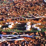 Quinns Navvys Gully, UNNAMED GRAVE (JK) - Photo FP & CD Brown, Kardinya (Date unknown) Quinns Navvys Gully