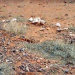 Quinns UNNAMED GRAVES - Photo Lyn & Tim Stuart, Boyanup (2005) Quinns