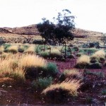 Tamborough Station UNNAMED GRAVE - Photo Carolyn Gibson (2004) Tamborough Station