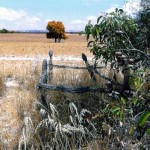 Toolibin Cemetery UNNAMED GRAVE - Photo Kevin Coate (Dec 2005) Toolibin Cemetery