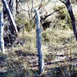 Toompup Siding near Ongerup UNNAMED Aboriginal GRAVE opposite Toompup Siding - Photo Kevin Coate (Sept 1994) Toompup Siding near Ongerup