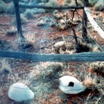 Uaroo Station UNNAMED GRAVE - Photo Kevin Coate (Date unknown) Uaroo Station