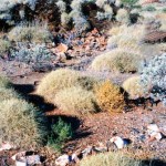 Warrawoona Boulder Hotel ruins, East Pilbara, Len Lever considers this an UNNAMED GRAVE - Photo Kevin Coate (Sept 1996) Warrawoona Boulder Hotel ruins