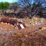 Wurarga Dam (BYRNE Norah, MOORE, Hugh )(baby unnamed grave) - Photo Kevin Coate (Sept 2012) Wurarga Dam