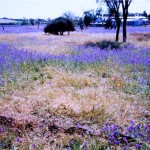 Yarragadee Station, Mingenew UNNAMED GRAVES - Photo Kevin Coate (Date unknown) Yarragadee Station Mingenew