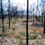 Yearlering Cemetery 2 UNNAMED Aboriginal GRAVES in gravel foreground (outside fence line) - Photo Kevin Coate (May 1996) Yearlering Cemetery